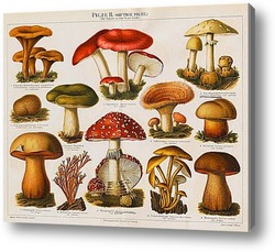 Картина Коллаж грибов