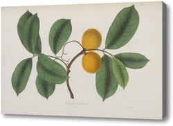 Купить картину Восточно-индийские растения 