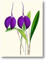 Картина Тропическая орхидея