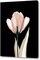 Картина Прозрачный тюльпан