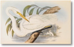 Картина Птицы Австралии