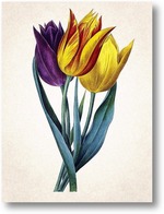 Купить картину Тюльпаны Геснера