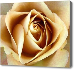 Картина Прекрасная чайная роза