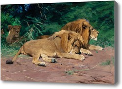 Картина Львы на отдыхе