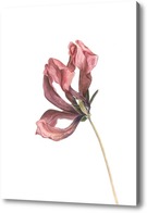 Картина Красный тюльпан. Серия сухоцветы.