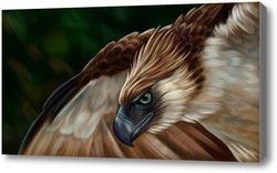 Картина Филиппинский орел