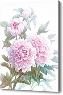 Картина Розовые пионы