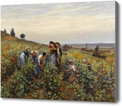 Картина Сбор урожая