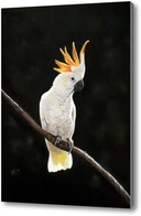 Картина Попугай Какаду