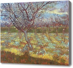 Картина Цветущие абрикосовые деревья