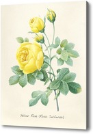 Картина Жёлтая роза