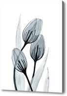 Картина Прозрачные тюльпаны